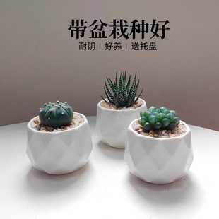 仙人球仙人掌带盆栽好办公桌面小绿植花卉玉露小金虎兜球耐阴品种