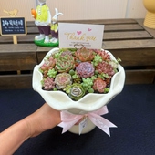 多肉植物花束手捧花组合拼盘带盆带土栽好成品 节日创意礼物礼盒