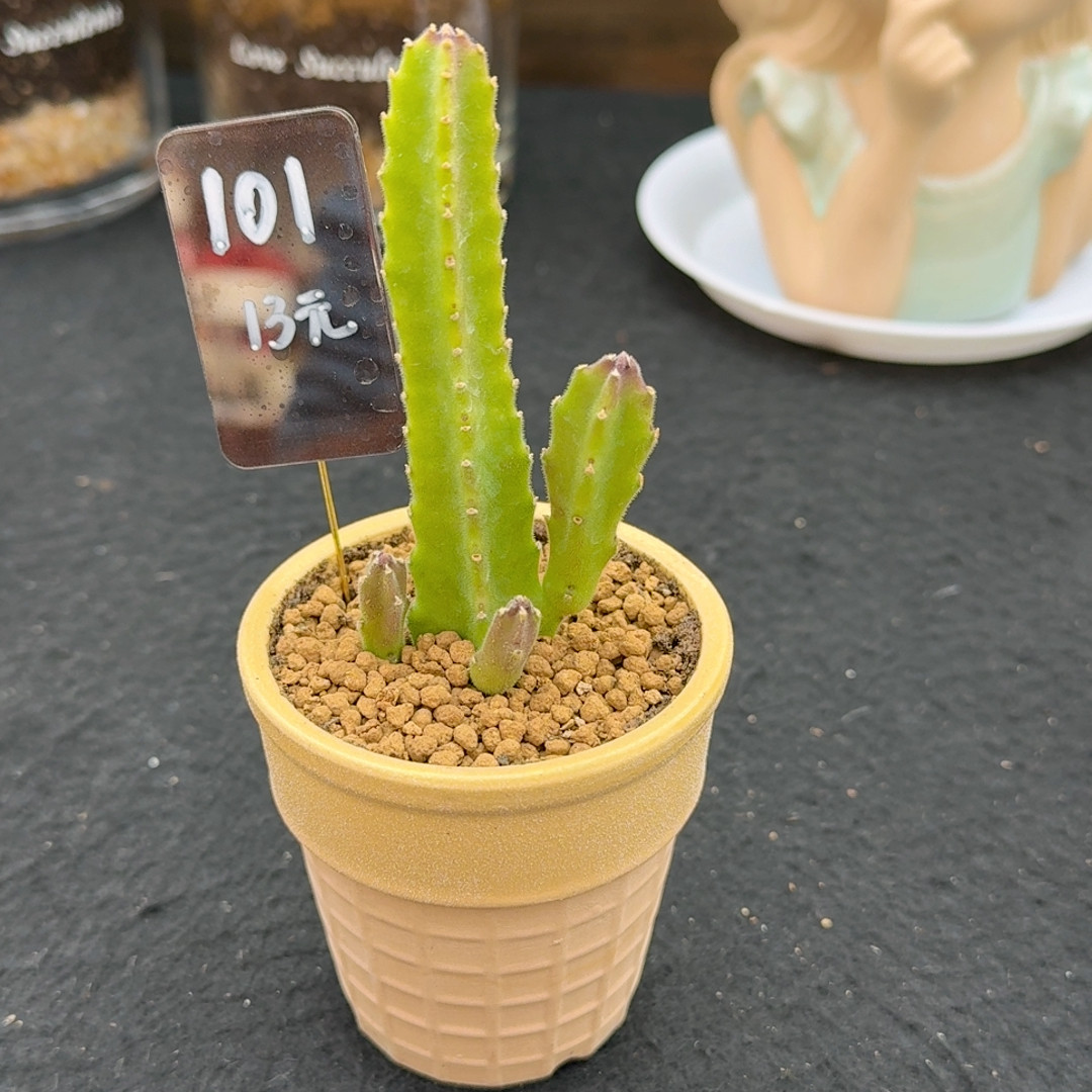 101号,鲜花速递/花卉仿真/绿植园艺,多肉植物,淘宝优惠券,粉丝福利购,淘宝优惠卷