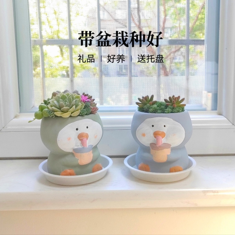 卡通企鹅花盆带多肉植物栽好小鸟组合可爱创意儿童节活动礼物礼品