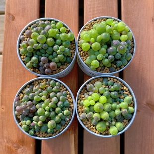 晶晶多肉植物 葡萄珠丸叶紫玄月圆滚滚叶片 喜光喜水胖叶子吊兰