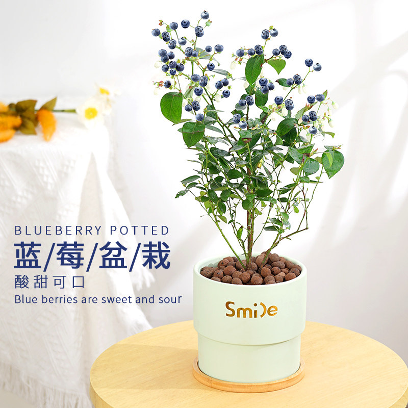 兔眼蓝莓四季常绿室内外阳台庭院好养果树带花带果南高枞蓝莓盆栽