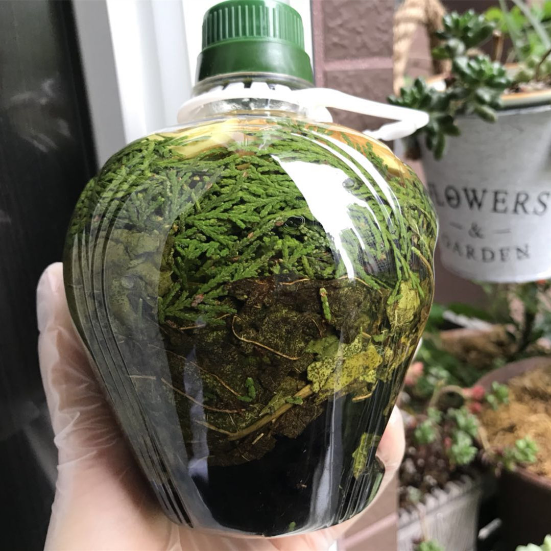 侧柏叶老生姜何首乌泡酒防脱生发乌发黑发酒精泡鲜脂溢性脱发