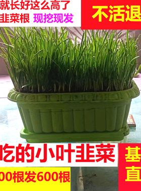 韭菜根苗现挖红紫根细小叶四季阳台室内盆栽韭菜种苗好养易活绿植