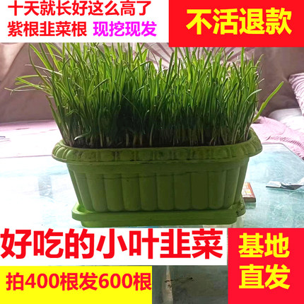 韭菜根苗现挖红紫根细小叶四季阳台室内盆栽韭菜种苗好养易活绿植