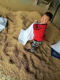 贝特尔出口质量高品质植物松木猫砂化粉型冲厕所江浙沪皖10斤 包邮