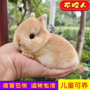 小型宠物兔子活物凤眼海棠侏儒道奇迷你茶杯兔荷兰血统垂耳兔活体