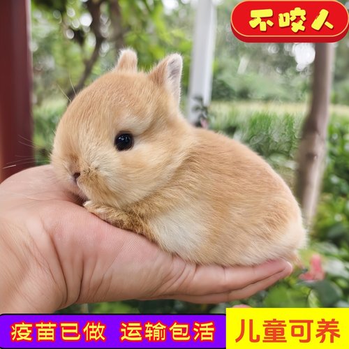 小型宠物兔子活物凤眼海棠侏儒道奇迷你茶杯兔荷兰血统垂耳兔活体