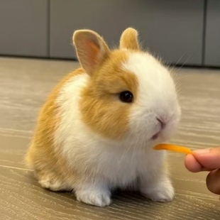 小兔子活物迷你侏儒公母一对可繁殖情侣款家养小型宠物垂耳兔活体