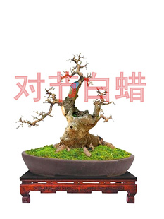 湖北对节白蜡植物盆栽树桩对接白蜡小老桩盆景阳台绿植盆景素材