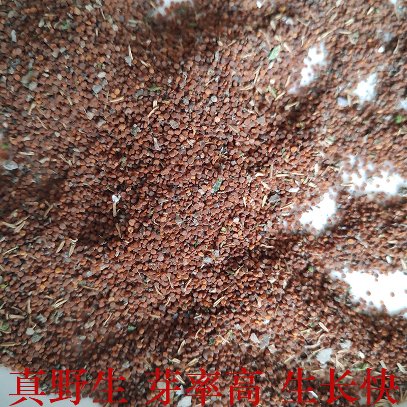 繁缕草籽繁缕种子繁缕幼苗繁缕新鲜繁缕草新鲜鹅肠草种子500粒