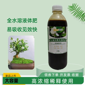 海岛栀子花枝枝花浓缩营养液家用室内老桩飘枝造型盆栽专用水溶肥