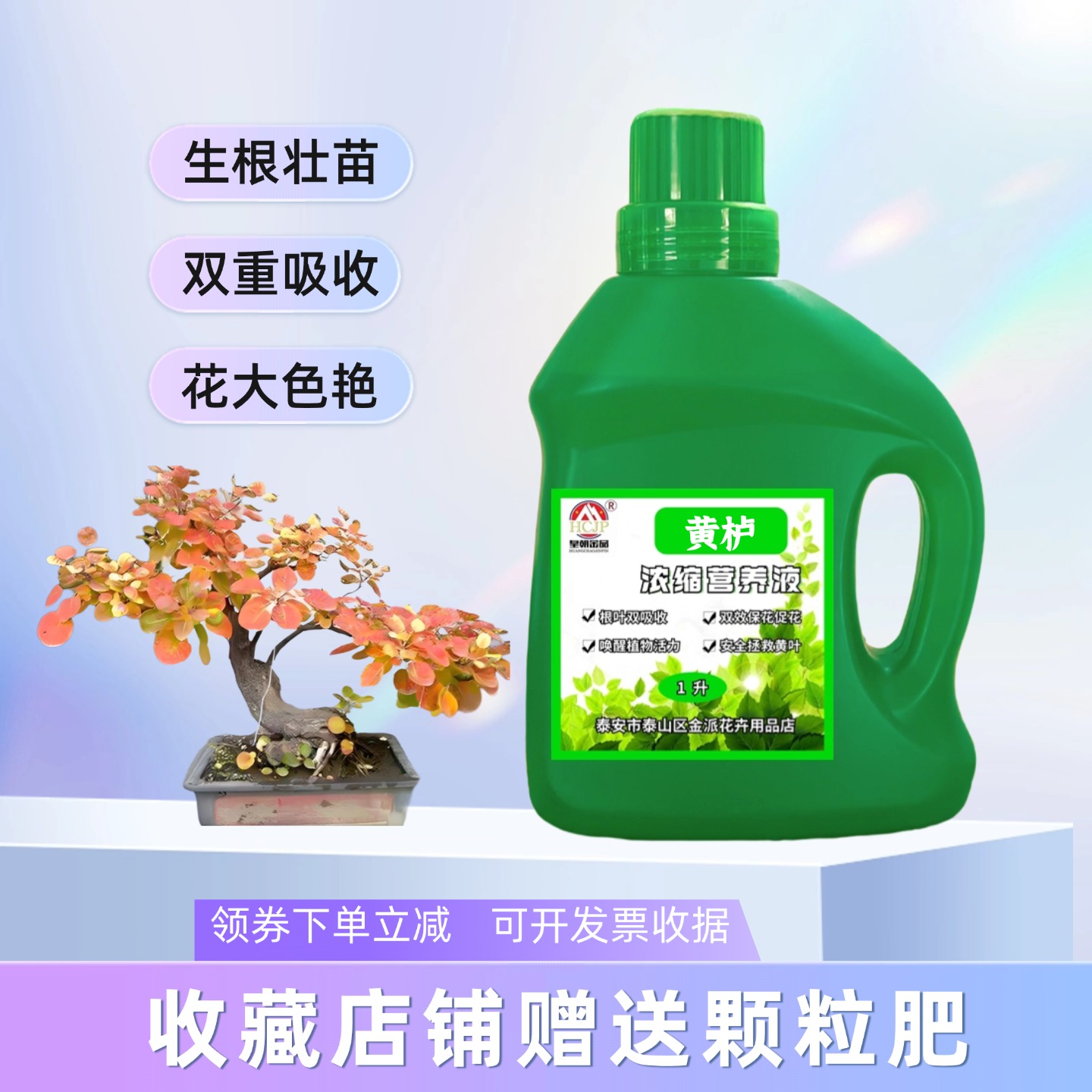 香山红叶黄栌盆景浓缩营养液