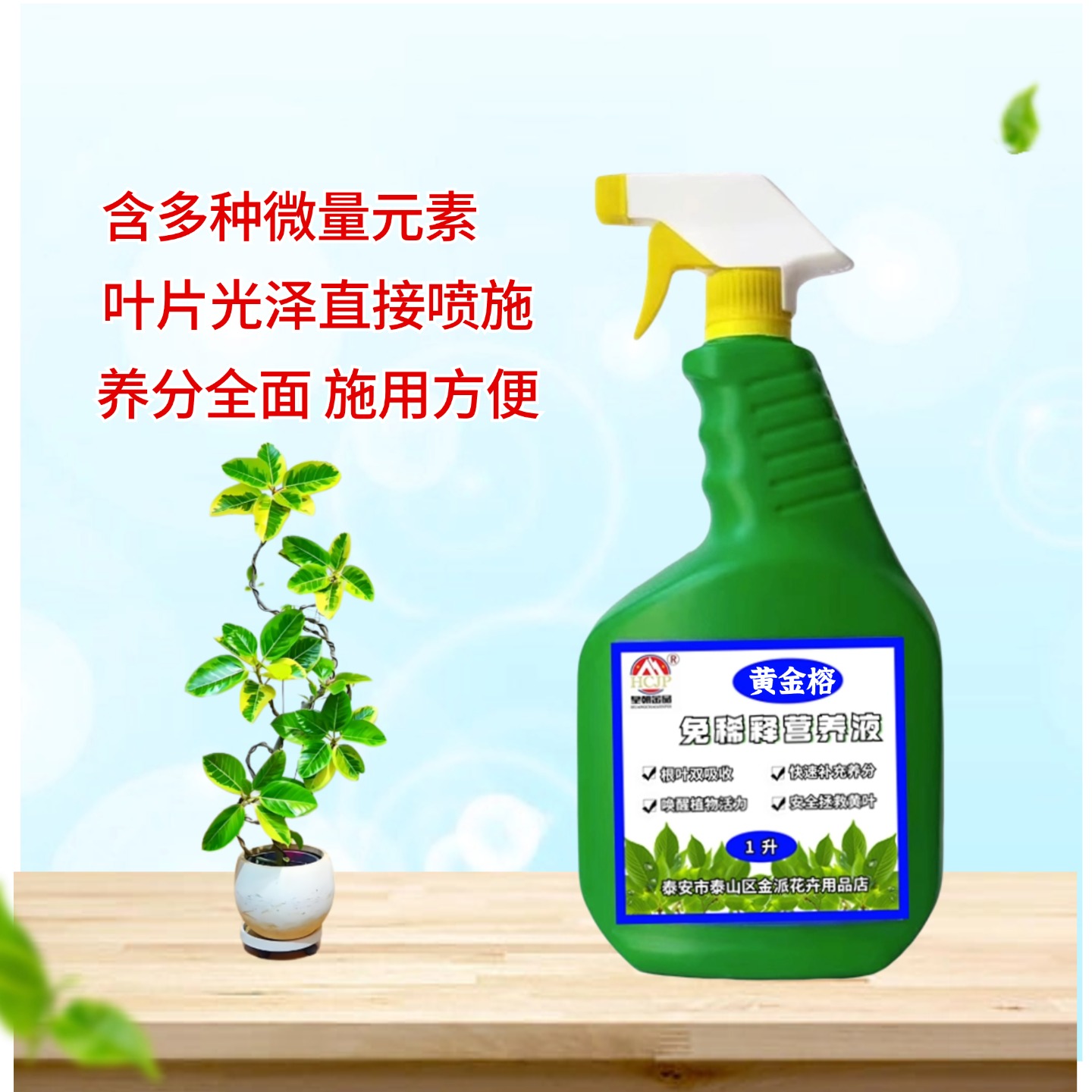 青叶黄金榕橡皮树富贵榕营养液
