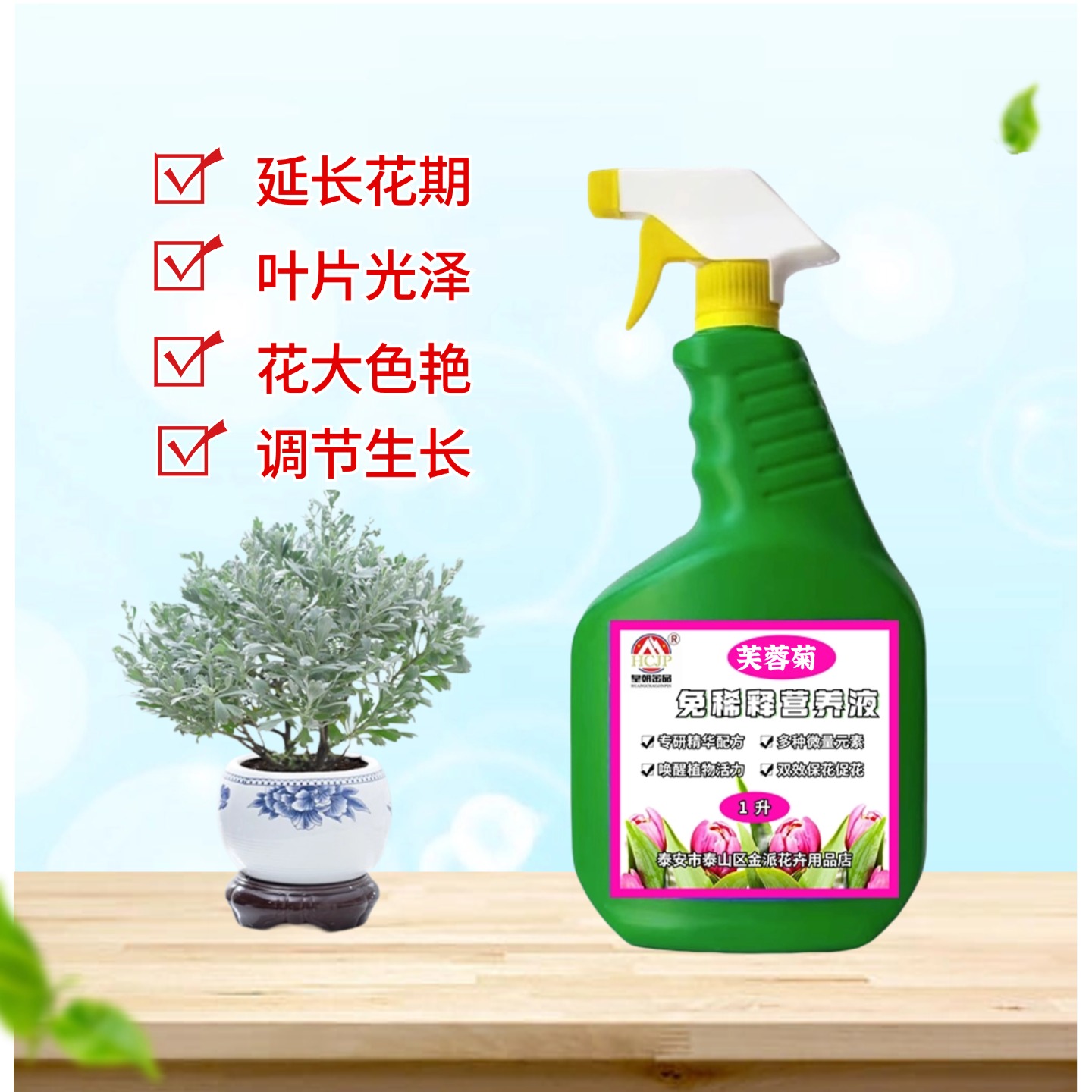 银叶芙蓉菊盆栽营养液家用室内