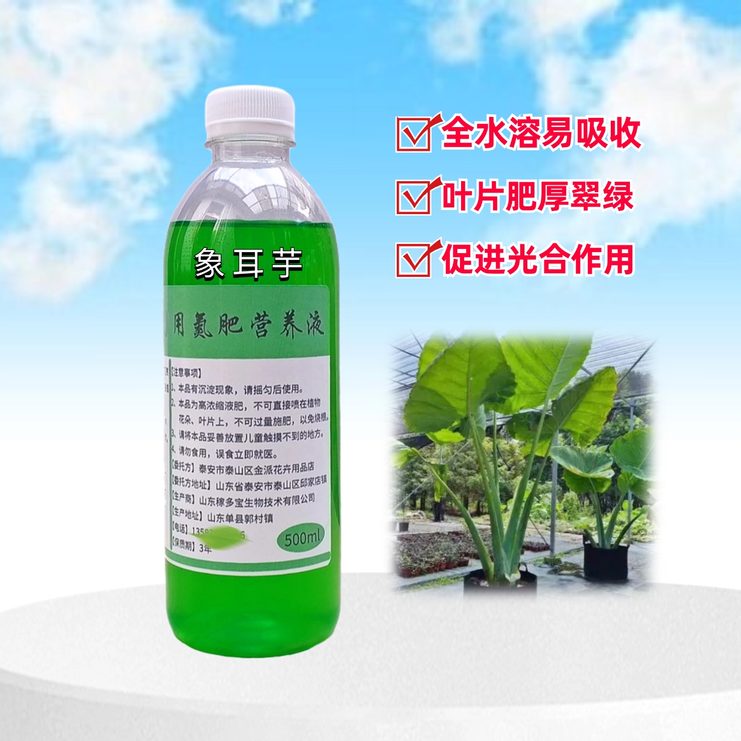 象耳芋霸王芋盆栽氮肥营养液