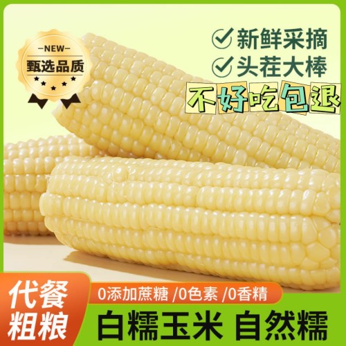 试吃两根】白糯玉米东北甜糯玉米软糯香甜黏粘玉米棒真空包装粗粮