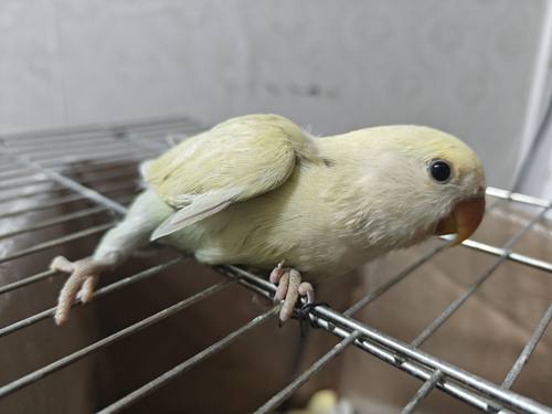 手养白面澳桂