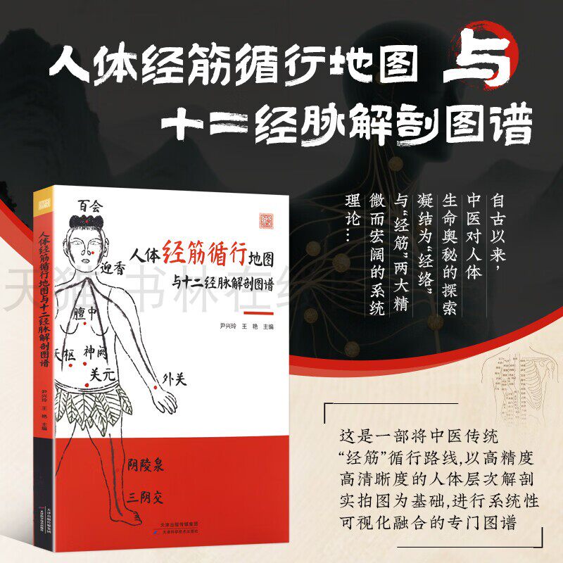人体经筋循行地图与十二经脉解剖图谱中医传统经筋理论 中医针灸学书籍 经络穴位识别大全 图解穴位定位 天津科学技术出版社