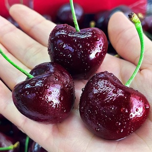 智利进口车厘子4J超大新鲜水果5斤黑珍珠孕妇礼盒装顺丰包邮