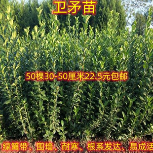 胶东卫矛苗围墙庭院绿篱女贞苗卫矛球抗寒耐旱工程绿化苗木易成活