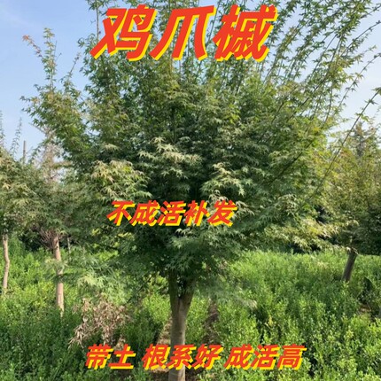 鸡爪槭树苗别墅庭院大型耐寒绿化风景树彩叶造型丛生鸡爪槭红枫苗