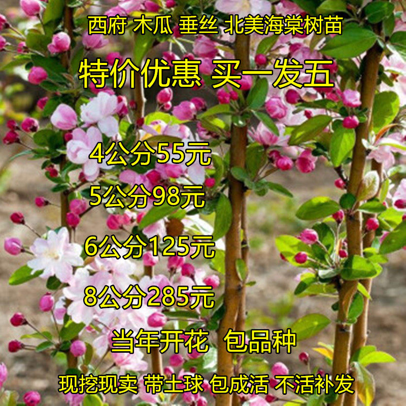 西府庭院高杆观赏风景树当年开花