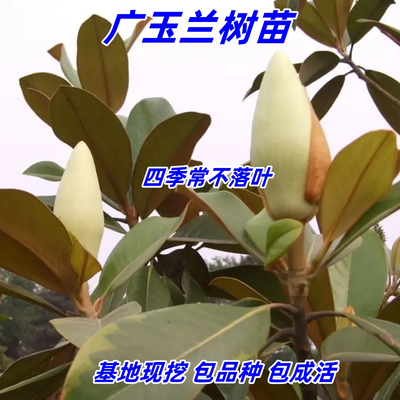 广玉兰盆栽白黄紫玉兰苗南北方庭院行道工程观赏花卉树苗当年开花