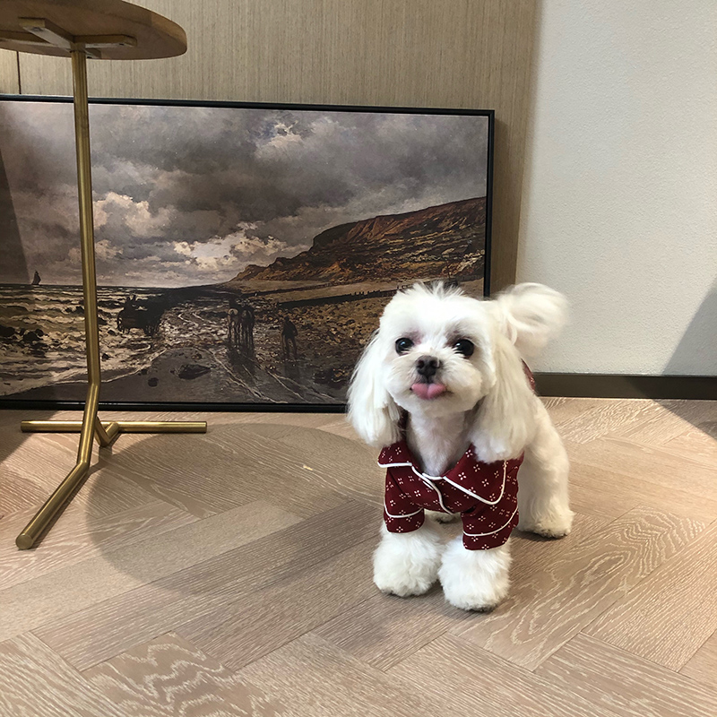 马尔济斯博美小型犬猫狗比熊