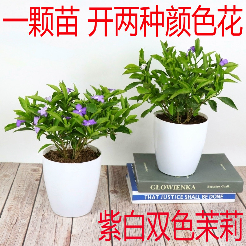 双色茉莉花苗盆栽室内绿植盆栽花卉植物 白色茉莉多色 双色茉莉