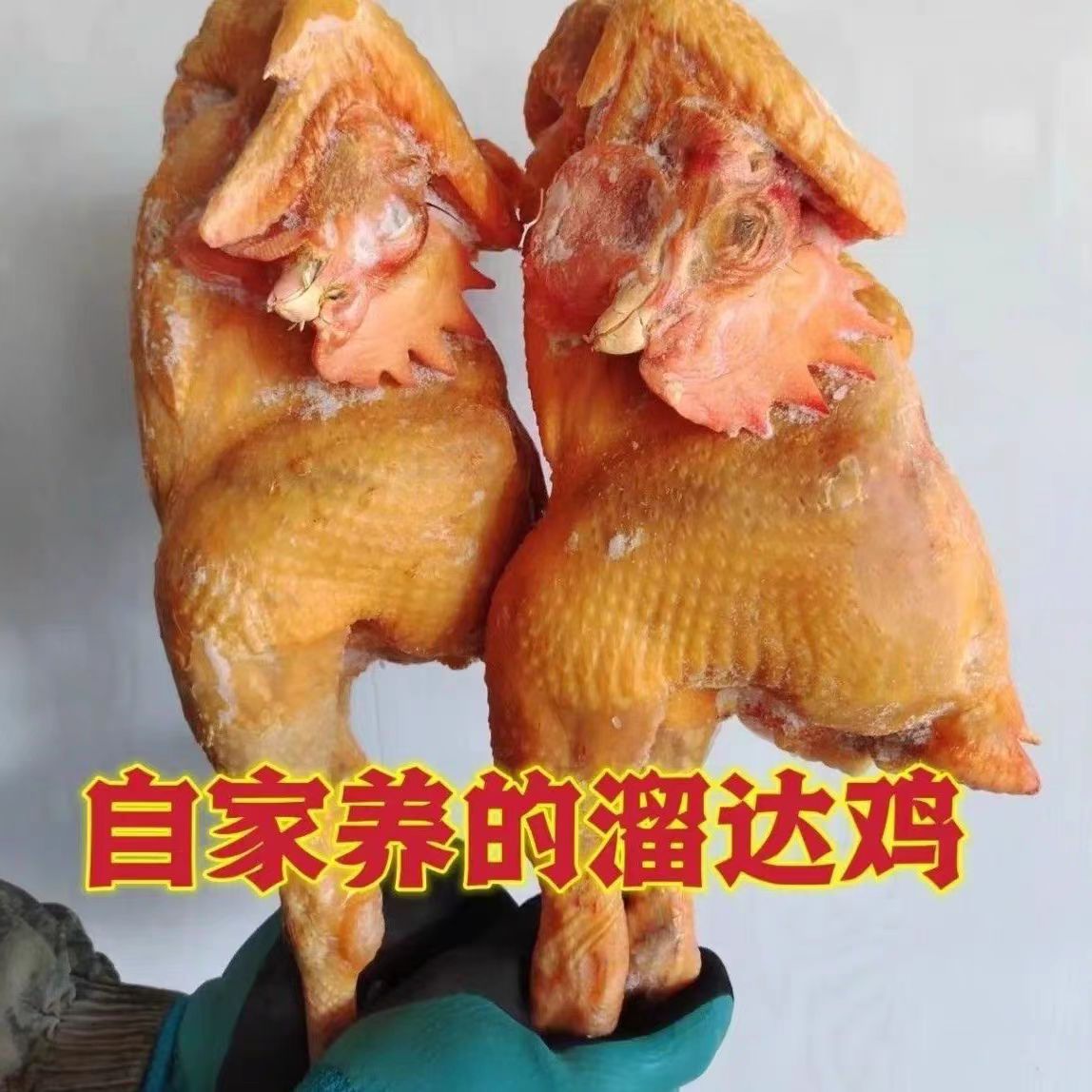 东北农家散养小公鸡泡沫箱发货