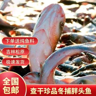 松原查干珍品冬捕胖头鱼鲢鱼花鲢鱼大头鱼送礼礼盒装纯淡水胖头鱼