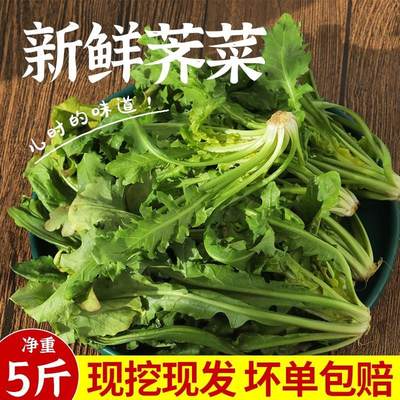 新鲜白河滩地现发现挖新鲜经霜野生荠荠菜野菜蔬菜饺子馅包子春卷