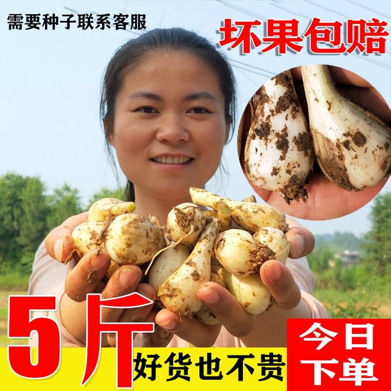 现挖农家自种新鲜藠头蔬菜蒜白泡菜荞头茭头1斤3斤5斤包邮_虎窝淘