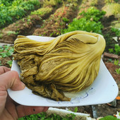 湖南永州传统老坛酸菜纯手工酸菜自制泡菜酸菜鱼酸菜开胃泡青菜