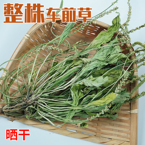 车前草泡水喝人工精选高品质今年新货