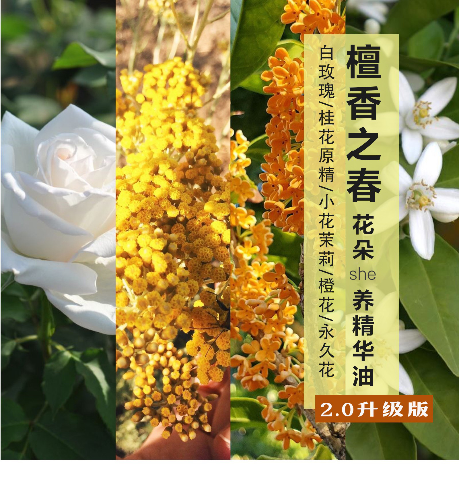 醒觉檀香之春花朵精华油