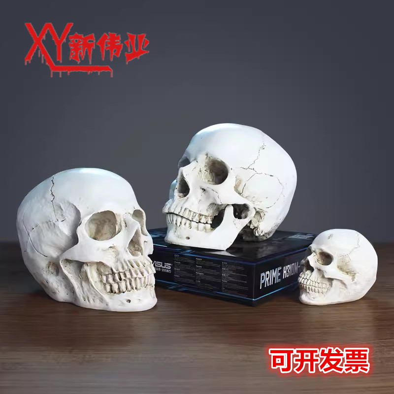 万圣节道具恐怖骷髅头骨绘画解剖头颅素描头盖骨模型酒吧装饰道具图片
