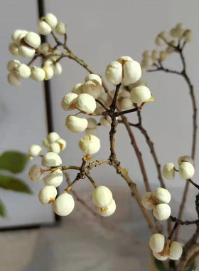 小白果干花花束插花松树装饰树枝植物圣诞树干北欧风花束干花圣诞