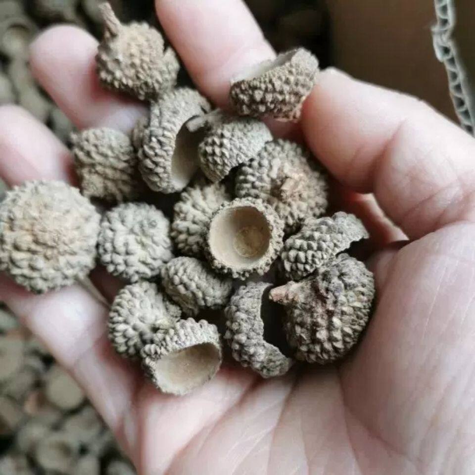橡果帽橡树果壳橡子碗装饰手工DIY材料眼球眼睛珠干花包500克包邮