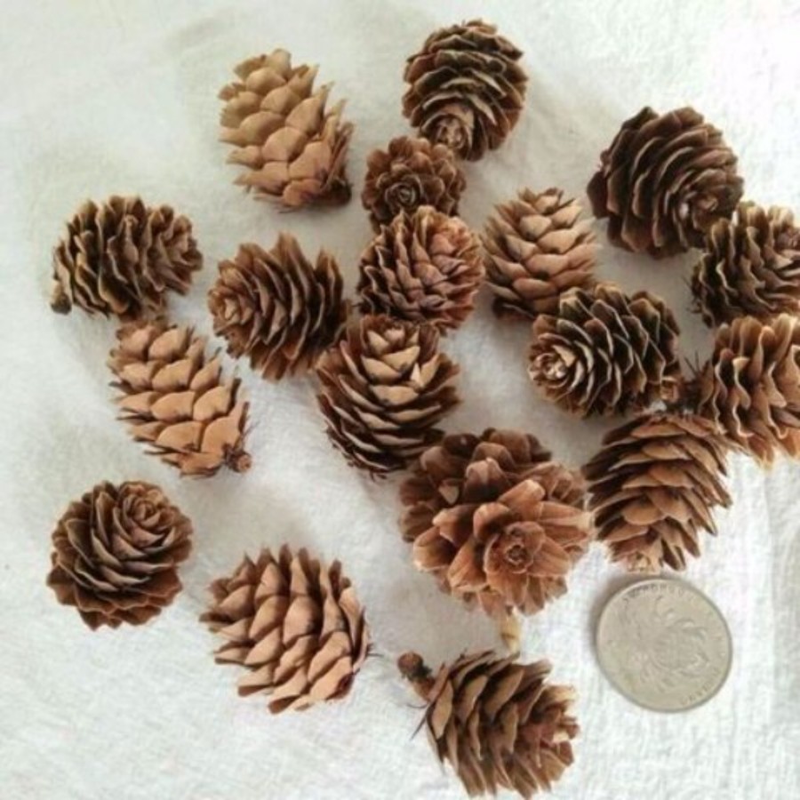 小落叶松果迷你松果工艺品材料圣干花/花瓣/干花包/