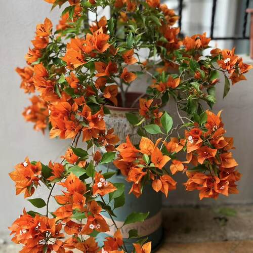 橙桑巴小苗勤花福利款