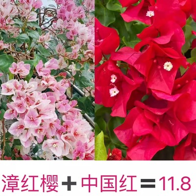 漳红樱中国红新手福利必入四季开花好养活包对版阳台庭院盆栽花卉
