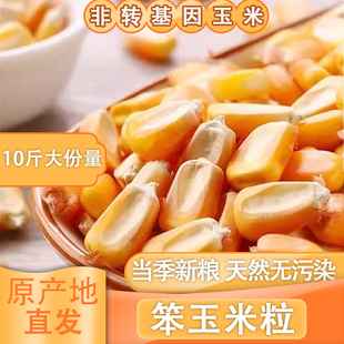 玉米粒批发鸽粮干玉米粒无霉斑鸡鸭鹅饲料钓鱼打窝农家苞谷棒子粒