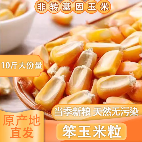玉米粒批发鸽粮干玉米粒无霉斑鸡鸭鹅饲料钓鱼打窝农家苞谷棒子粒