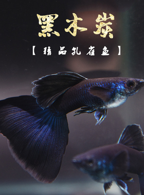 黑木炭孔雀鱼 黑礼服纯种精品热带观赏鱼胎生鱼活体孔雀鱼下崽狂