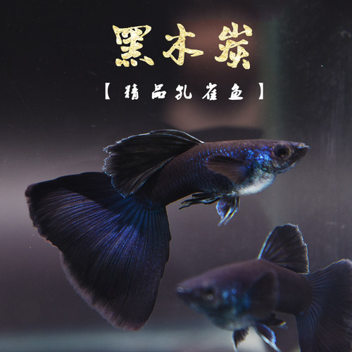 黑木炭纯种精品下崽热带观赏鱼