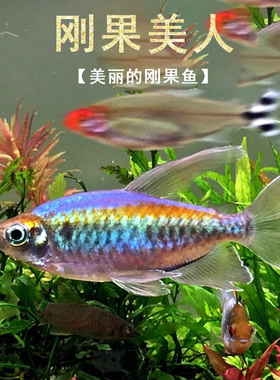 刚果美人热带观赏鱼电光美人石美人淡水草缸群游鱼扯旗鱼新手活体