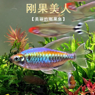 刚果美人热带观赏鱼电光美人石美人淡水草缸群游鱼扯旗鱼新手活体