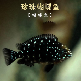 珍珠蝴蝶鱼三湖慈鲷坦鲷蓝面黑白蝴蝶慈鲷鱼类坦湖观赏热带鱼活体